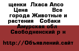 щенки  Лхаса Апсо › Цена ­ 20 000 - Все города Животные и растения » Собаки   . Амурская обл.,Свободненский р-н